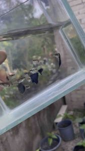 Guppy galaxy blue tail 1pair