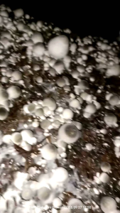 BIBIT JAMUR MERANG PUTIH SUPER SEPAKET ISI 6