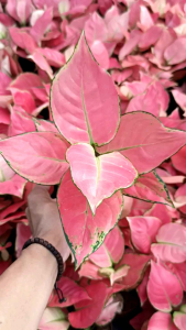 PROMO!! AGLONEMA PINK CATRINA KATRINA DEWASA DAUN 789+
