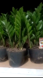 cây kim tiền trang trí ban công trong nhà ngoài vườn đều được ah