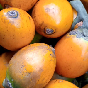 # หมากสุกเนื้อ หอมหมากสด กรอบหมากใหม่ ฝาด มัน เคี้ยวเพลิน อร่อย น่ารับประทาน ใช้งานพิธีต่างๆอย่างเหมาะสม ไม่ใช่หมากรว่ง ไม่ใช่หมากหล่น รับประกันไม่มีหนอน ตัดจากต้น ส่งตรงถึงบ้านลูกค้า หมากสุก 1กิโล 179 ฿ ทุกคำสั่งซื้อมีแถม