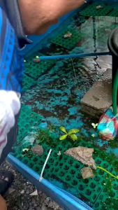 AZOLLA POND/BED PVC TYPE TRAPAL FOR CRAYFISH  AZOLLA KOI FISH  no LEAK TARPAULIN FOR TEMPORARY USE FOR AFFORDABLE PRICE.