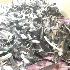 BULU EKOR tegak bulat 100 helai
