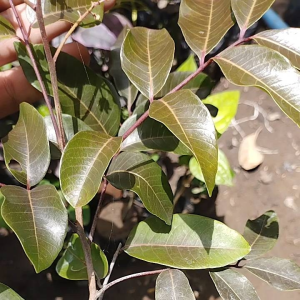 Bibit Kelengkeng Merah Ruby longan asli Kondisi Berbunga