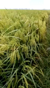 Benih Bibit Padi M70D Kualitas Super Unggul Kemasan 1kg