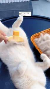 ( SB ) Sisir Bulu Kutu Anabul Pet Grooming Kucing Anjing Hair comb cat dog