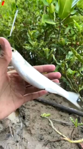 Pancing Belanak Killer 8 Mata Kail