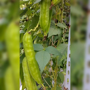 BIJI BENIH TANAMAN KECIPIR HIJAU/KACANG BOTOL