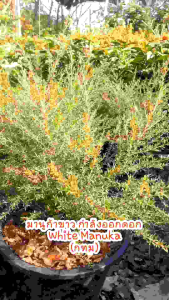 มานูก้าสีขาว Manuka กระถาง 11 นิ้ว ต้นสวยและแข็งแรง (กทม)