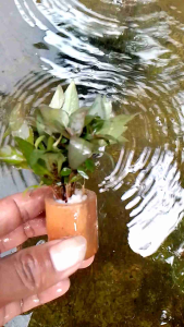 tanaman air aquascape higropila corimbosa compacta per 1 pot hiasan aquarium