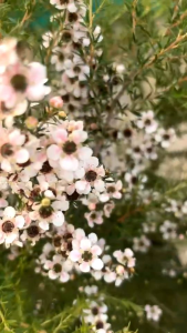 ต้นมานูก้า ดอกสีขาว (Manuka) สูง 40-60 ซ.ม. / ต้น