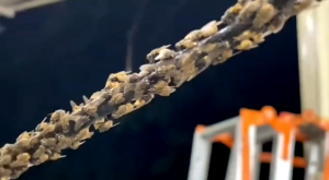 Isi Ulang Pengusir Lalat Rumah | Lalat Tanaman | ISI 1 LITER | 100% Super Ampuh | Ramah Lingkungan