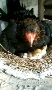 Isi Ulang Pembasmi Gurem Ayam | Pembasmi Kutu Ayam | Pembasmi Sieur Ayam| ISI 1 LITER | 100% Super Ampuh | Ramah Lingkungan