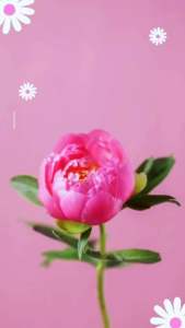 ไม่ต้องฝาก: น้ำยาถูพื้นกึ่งสำเร็จรูปสูตรดันฝุ่น (3.5ลิตร) - ส่งฟรี