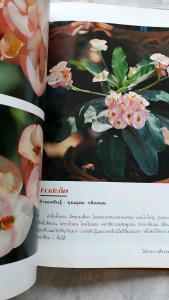 โป๊ยเซียน : ไม้ดอกเสี่ยงทาย เล่ม 3 (ปกแข็ง)