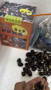 BIBIT KECAMBAH Sawit Dxp PPKS 239 KUALITAS UNGGUL TERPERCAYA