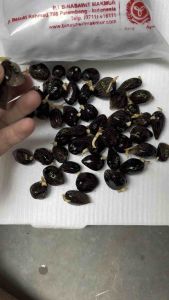 Benih kecambah sawit SRIWIJAYA 5 kapas  UNGGUL Isi 250 butir bersertfikat unggul