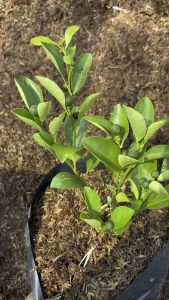 SUPER SALE‼️ BUY 1 GET 1 FREE ‼️ CALAMANSI PLANT WITH FRUIT ALREADY (SMALL)