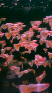 Golden Guppy/Ornamental fish/Freshwater/Readystock