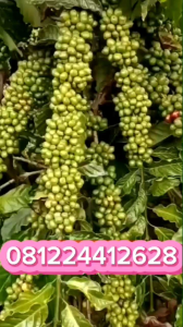 Ready Bibit Kopi berbagai jenis kualitas SUPER