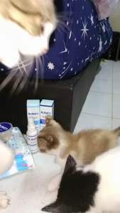 Dr.Bait’s Colloidal Nano Silver Pet Spray Fungus Fungal Bacteria Antifungal Antibacteria Itchy Ticks Fleas Spore Ubat Kurap Kucing Luka Kulat Jangkitan Kuman Kulit Gatal Sporo Kutu Kucing RawatanYeast Skin Infection Cat Dog glows