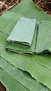 Daun Pisang 1 kg untuk mengemas lontong kukus kue dan aneka rebusan lainnya siap kirim