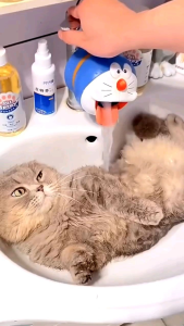 SIKAT MANDI SILIKON KUCING & ANJING || SIKAT PIJAT SILIKON