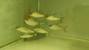 Yellow Feifong Live Fish 2.5-6inci Algea Eater