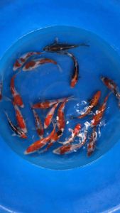 JAPAN KOI 20-25cm from MARUSEI KOI FARM  3pcs at RM1498 + shipping RM50 ( KOHAKU  SANKE  KIKOKURYU  GOROMO )