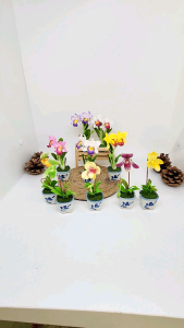 กล้วยไม้ ดินปั้น เล็ก สูง 10 เซนติเมตร กล้วยไม้ กล้วยไม้ดินปั้น ขนาดเล็ก สูง 10 เซนติเมตร