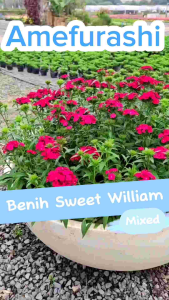 Amefurashi 20 Biji Benih Bunga Dianthus Wee Willie Carnation Mix Seed Sweet William Bunga Anyelir