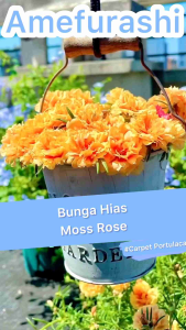 Amefurashi 100 Biji Benih Bunga Moss Rose Portulaca Mix Easy To Grow