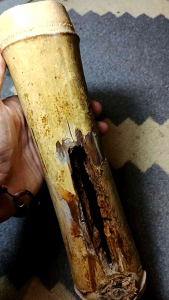 Koleksi bambu bolong kumbang asli