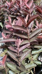 แดงศรีสะเกษ3 ชุด3ต้น499.