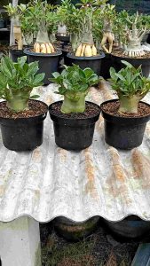 Bibit Adenium Godji Series
