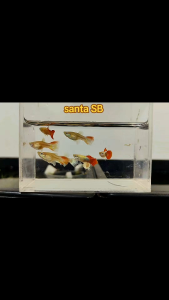 Santa Claus Short body guppy (1pair)