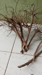 Akar Senggani Aquascape: 5 Butir