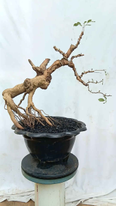 bonsai pohon legundi/vitek trifolia
