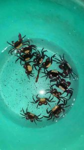 vampire crab sp dennerle (geosesarma)