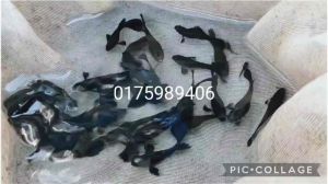BlueBlack Guppy / 2.5cm +- / Ready Breed / Healthy Guppy Fish / Easy Care / Ikan Guppy HitamBiru / Ikan Sihat