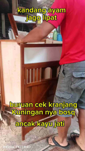 kandang ayam jago lipat