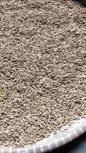 jual benih padi ketan putih pilihan original 500 gram