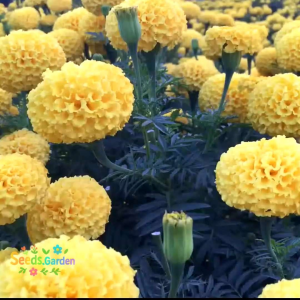 20 BUTIR BIJI/BENIH BUNGA BIG YELLOW MARIGOLD