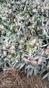 [Combo 10] cay DỨA MẬT MD2 (KHÔNG GAI ) K PHẢI GỌT MẮT NHIỀU MẬT QUẢ LỚN