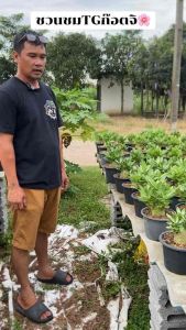 ชวนชมอรา TGก๊อตจิเจ้าต้นแชมป์ กระถาง6นิ้ว(ถอนส่ง)