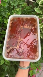 Set nấu thạch trà hoa 8 vị