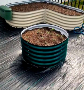 25 BUTIR BIJI/BENIH TANAMAN KALE MERAH RUSSIAN