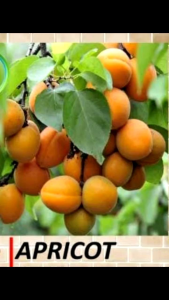 Bibit tanaman apricot