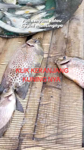 Kail garong ikan baronang 6 kail anti mocel