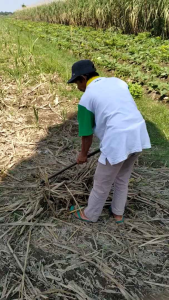Alat Garuk Sampah Serbaguna Gigi 8